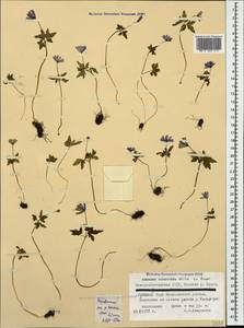 Anemone caucasica Willd. ex Rupr., Caucasus, North Ossetia, Ingushetia & Chechnya (K1c) (Russia)