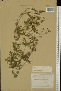 Galium rivale (Sm.) Griseb., Eastern Europe, Moscow region (E4a) (Russia)