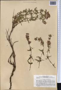 Dracocephalum integrifolium Bunge, Middle Asia, Western Tian Shan & Karatau (M3) (Uzbekistan)
