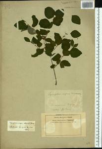 Symphoricarpos albus (L.) K. Koch, Eastern Europe, Central forest-and-steppe region (E6) (Russia)