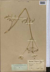 Elwendia chaerophylloides (Regel & Schmalh.) Pimenov & Kljuykov, Middle Asia, Karakum (M6) (Turkmenistan)