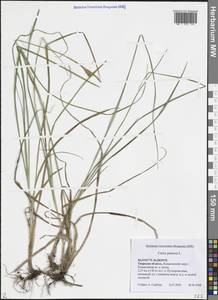 Carex panicea L., Eastern Europe, North-Western region (E2) (Russia)