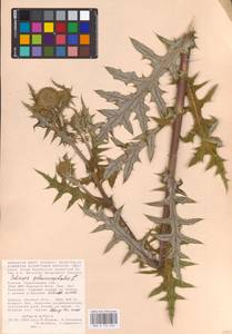 Echinops sphaerocephalus L., Eastern Europe, Lower Volga region (E9) (Russia)