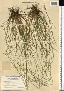 Carex echinata Murray, Eastern Europe, Latvia (E2b) (Latvia)