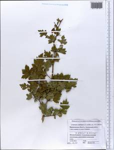 Crataegus ambigua C. A. Mey. ex A. K. Becker, Eastern Europe, Central forest-and-steppe region (E6) (Russia)