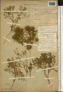 Ceratocarpus arenarius L., Eastern Europe, Lower Volga region (E9) (Russia)