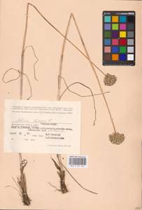 Allium lineare L., Eastern Europe, Lower Volga region (E9) (Russia)
