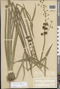 Sagittaria trifolia L., Middle Asia, Muyunkumy, Balkhash & Betpak-Dala (M9) (Kazakhstan)