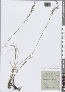 Poa arctica R.Br., Siberia, Western Siberia (S1) (Russia)