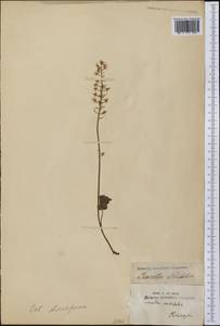 Tiarella cordifolia L., America (AMER) (Not classified)