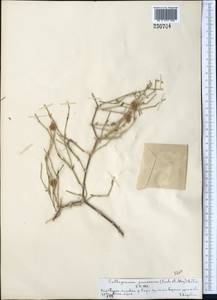 Calligonum junceum (Fisch. & C. A. Mey.) Litv., Middle Asia, Syr-Darian deserts & Kyzylkum (M7) (Kazakhstan)