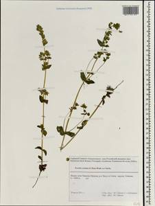 Swertia diluta (Turcz.) Benth. & Hook. fil., South Asia, South Asia (Asia outside ex-Soviet states and Mongolia) (ASIA) (India)