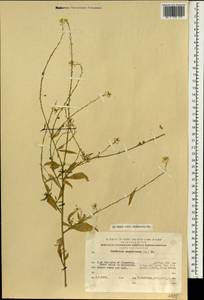 Ochthodium aegyptiacum (L.) DC., South Asia, South Asia (Asia outside ex-Soviet states and Mongolia) (ASIA) (Israel)