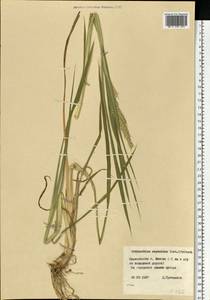 Echinochloa oryzoides (Ard.) Fritsch, Eastern Europe, Belarus (E3a) (Belarus)