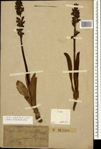 Orchis spitzelii Saut. ex W.D.J.Koch, Caucasus, Krasnodar Krai & Adygea (K1a) (Russia)