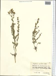 Lepidium cordatum Willd. ex DC., Middle Asia, Muyunkumy, Balkhash & Betpak-Dala (M9) (Kazakhstan)