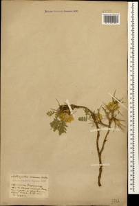 Astragalus aureus Willd., Caucasus, Armenia (K5) (Armenia)