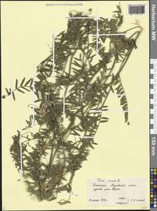 Vicia cracca L., Caucasus, Dagestan (K2) (Russia)