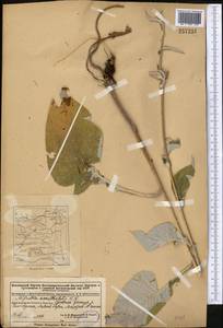 Alfredia acantholepis Kar. & Kir., Middle Asia, Dzungarian Alatau & Tarbagatai (M5) (Kazakhstan)