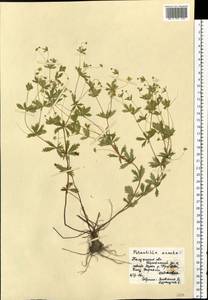 Potentilla erecta (L.) Raeusch., Eastern Europe, Central region (E4) (Russia)