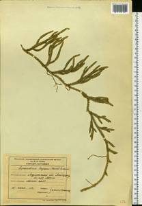 Lycopodium lagopus (Laest. ex C. Hartm.) Zinserl. ex Kuzen., Eastern Europe, Northern region (E1) (Russia)