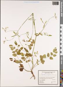 Pimpinella peregrina L., South Asia, South Asia (Asia outside ex-Soviet states and Mongolia) (ASIA) (Iran)