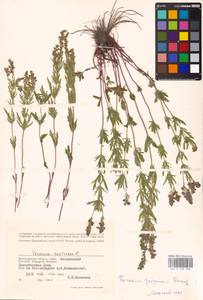 MHA 0 160 238, Veronica austriaca subsp. jacquinii (Baumg.) Watzl, Eastern Europe, Lower Volga region (E9) (Russia)