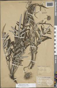 Jurinea cyanoides (L.) Rchb., Eastern Europe, Middle Volga region (E8) (Russia)