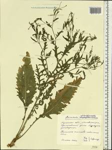 Klasea erucifolia (L.) Greuter & Wagenitz, Eastern Europe, North Ukrainian region (E11) (Ukraine)