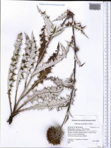 Alfredia nivea Kar. & Kir., Middle Asia, Northern & Central Tian Shan (M4) (Kyrgyzstan)