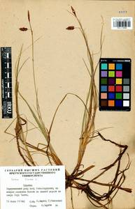 Carex limosa L., Siberia, Baikal & Transbaikal region (S4) (Russia)