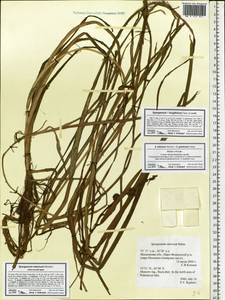 Sparganium gramineum Georgi, Eastern Europe, Moscow region (E4a) (Russia)