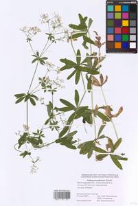 Galium pseudorivale Tzvelev, Eastern Europe, Lower Volga region (E9) (Russia)