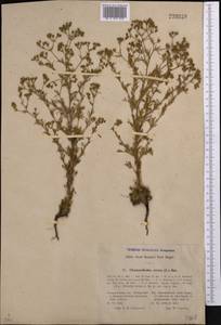 Chamaerhodos erecta (L.) Bunge, Middle Asia, Dzungarian Alatau & Tarbagatai (M5) (Kazakhstan)