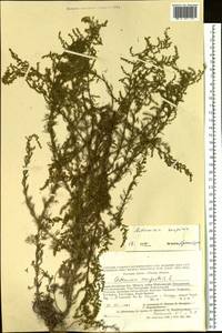 Artemisia scoparia Waldst. & Kit., Siberia, Altai & Sayany Mountains (S2) (Russia)