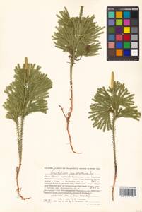 Dendrolycopodium obscurum (L.) A. Haines, Siberia, Russian Far East (S6) (Russia)