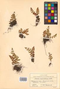 Woodsia macrochlaena Mett. ex Kuhn, Siberia, Russian Far East (S6) (Russia)