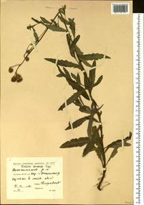 Cirsium arvense, Siberia, Yakutia (S5) (Russia)