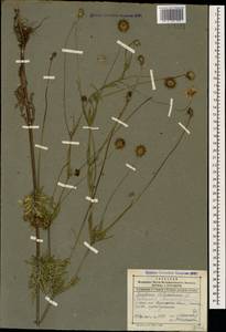 Scabiosa columbaria L., Caucasus, Dagestan (K2) (Russia)