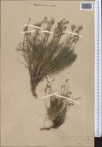 Astragalus nematodes Bunge ex Boiss., Middle Asia, Western Tian Shan & Karatau (M3)