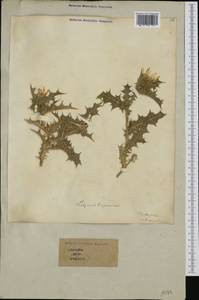 Scolymus hispanicus L., Western Europe (EUR) (Italy)