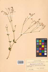 Gypsophila pacifica Kom., Siberia, Russian Far East (S6) (Russia)