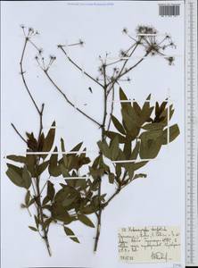 Heteromorpha arborescens var. abyssinica (Hochst. ex Rich.) H. Wolff, Africa (AFR) (Ethiopia)
