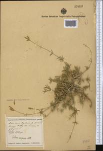 Silene brahuica Boiss., Middle Asia, Syr-Darian deserts & Kyzylkum (M7) (Tajikistan)