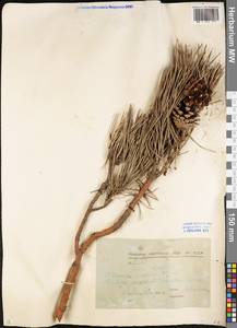 Pinus sylvestris L., Eastern Europe, South Ukrainian region (E12) (Ukraine)
