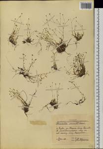 Sabulina verna subsp. verna, Siberia, Altai & Sayany Mountains (S2) (Russia)