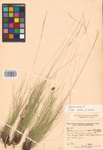 Festuca ovina L., Siberia, Russian Far East (S6) (Russia)