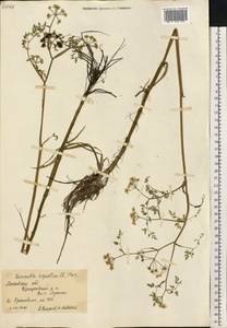Oenanthe aquatica (L.) Poir., Eastern Europe, Moscow region (E4a) (Russia)
