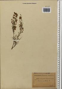 Erica arborea L., Caucasus, Abkhazia (K4a) (Abkhazia)