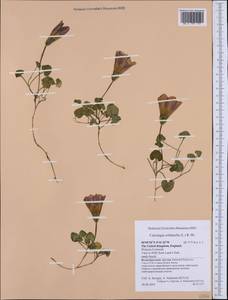 Calystegia soldanella (L.) R. Br., Western Europe (EUR) (United Kingdom)